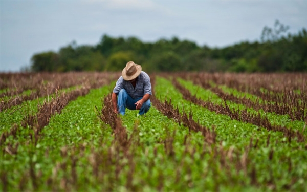 Sector agroalimentario ante el covid-19